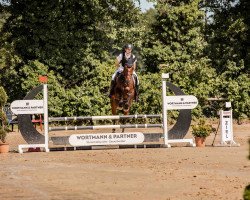 jumper Cornetto K 4 (Hanoverian, 2017, from Cornet Obolensky)