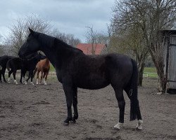 broodmare Quo Vadis (Saxony-Anhaltiner, 2000, from Quando-Quando)