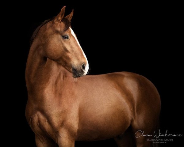 dressage horse Disney my Star (German Sport Horse, 2018, from Damon Hill)