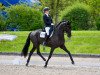 dressage horse Black Jack KH (Hanoverian, 2013, from Bon Bravour)