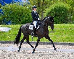 dressage horse Black Jack KH (Hanoverian, 2013, from Bon Bravour)