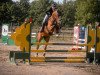 jumper Que Bonita 5 (Oldenburg show jumper, 2017, from Quasimodo vd Molendreef)