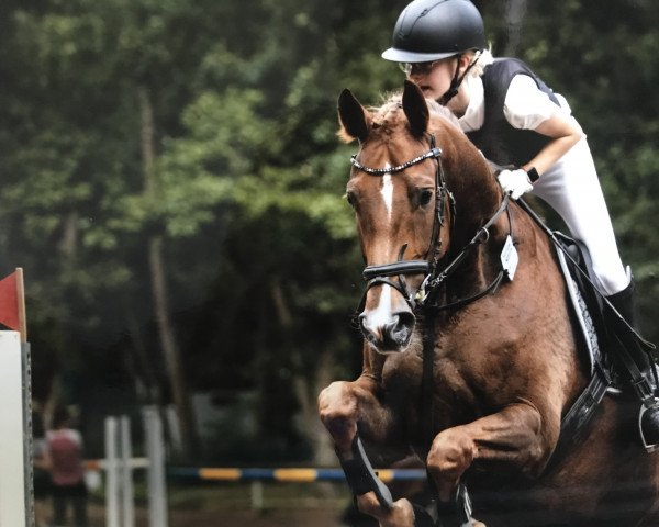 jumper Charisma (German Sport Horse, 2015, from Cellestial)