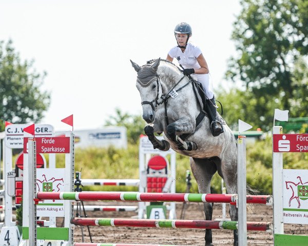 jumper Little Sunshine 41 (German Sport Horse, 2018, from Lovelight 3)