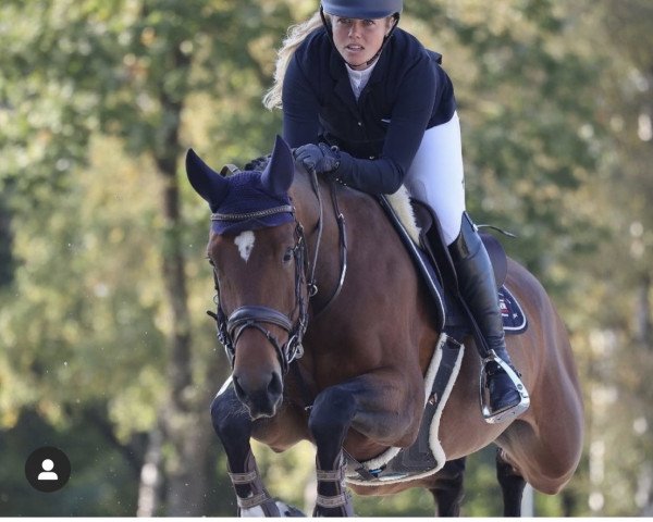 jumper Isabeau (KWPN (Royal Dutch Sporthorse), 2013)