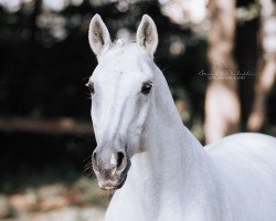 horse Remont 4 (German Sport Horse, 2004, from Roadster)