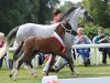 dressage horse St. Tropez (Westphalian, 2023, from Santiago)