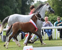 Pferd St. Tropez (Westfale, 2023, von Santiago)