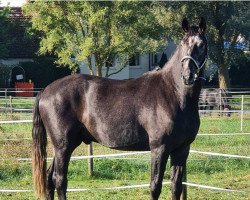 dressage horse Doobidoo (Hanoverian, 2018, from DSP de Sandro)