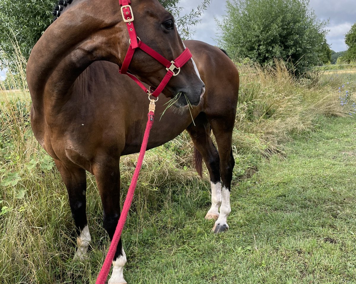 Springpferd Arch Enemy (Irish Sport Horse, 2015, von Afellay Z)