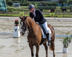 dressage horse Jambalaya Cl (KWPN (Royal Dutch Sporthorse), 2014, from Charmeur)