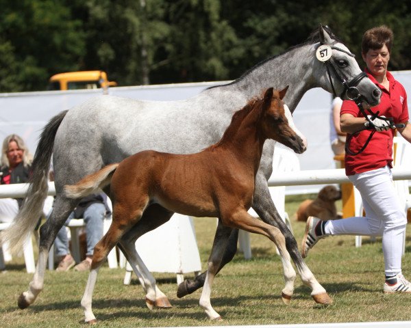 horse Toulouse (Westphalian, 2022, from Butleigh Talisman)