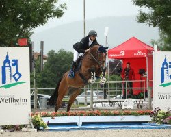 jumper Bernhard Vom Taubenbrink (Westphalian, 2015, from Bellini Royal)