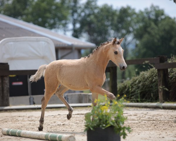 dressage horse Gracie Gold (German Riding Pony, 2023, from HET Golden Dream)