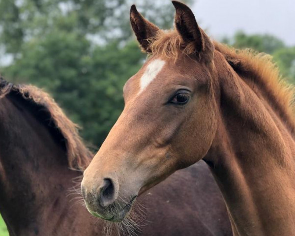 Dressurpferd Romero‘s Laureen (Hannoveraner, 2021, von Romero Rubin)