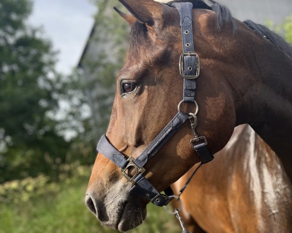 dressage horse Be my Love SL (Oldenburg, 2018, from Baron)