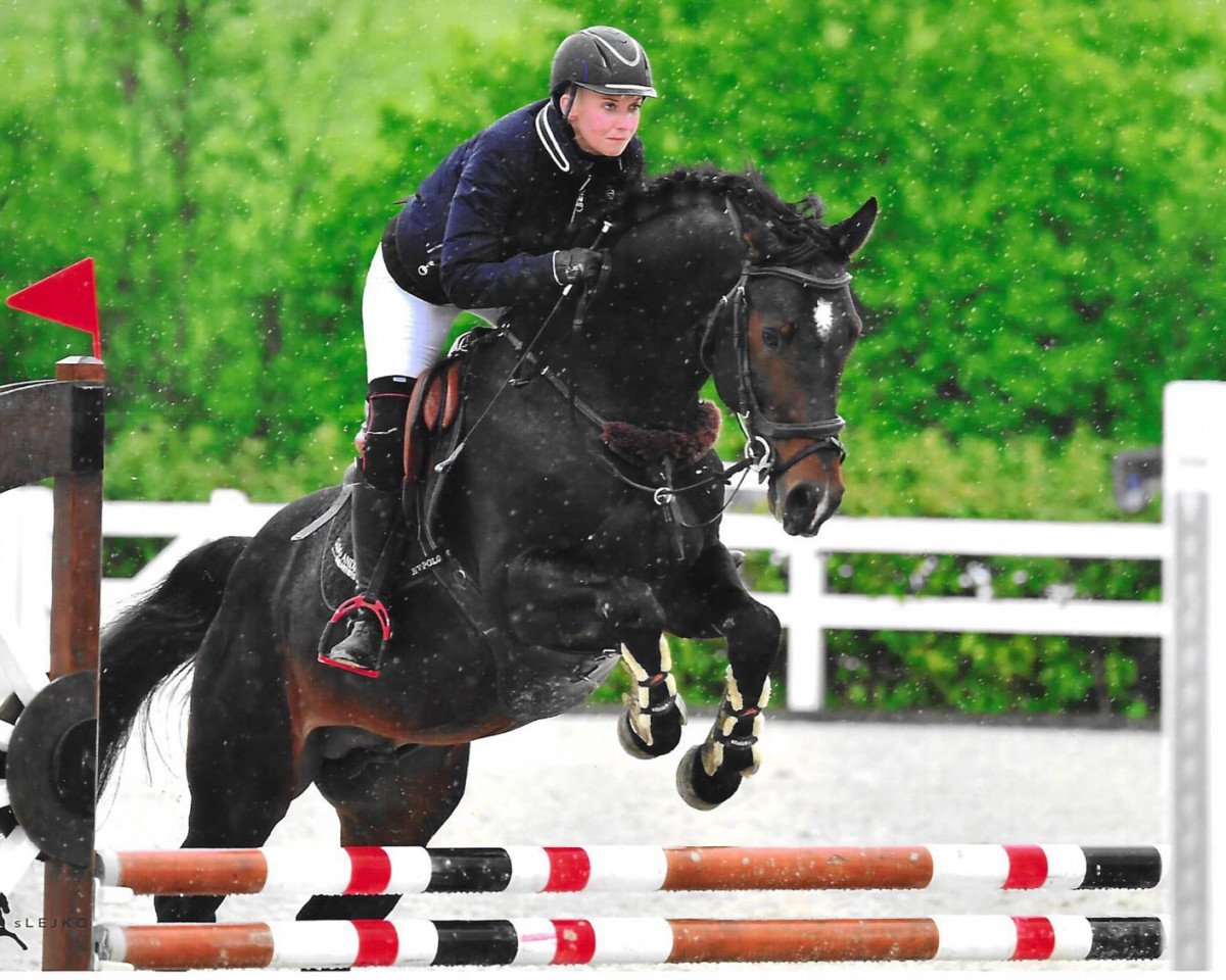 Deckhengst Cornetdos The Rock (Deutsches Sportpferd, 2015, von Cornet Obolensky)