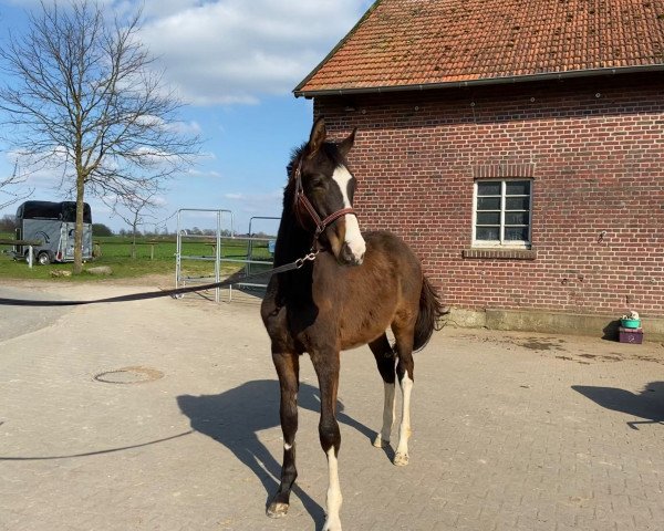 dressage horse Vamos a bailar (Westphalian, 2022, from Vidar)