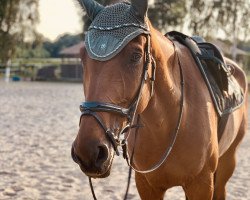 jumper Carino T (Hanoverian, 2013, from Cassillias)