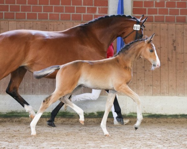 dressage horse Ein und Alles VH (Westphalian, 2023, from Ellis NRW)