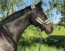 dressage horse Fellini 137 (Hanoverian, 2012, from Foundation 2)