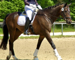 dressage horse Sir Celvin (KWPN (Royal Dutch Sporthorse), 2007, from Sir Donnerhall I)