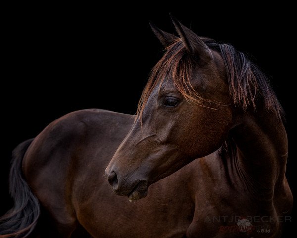 dressage horse Keltenfeuer (Trakehner, 2021, from Kwahu)