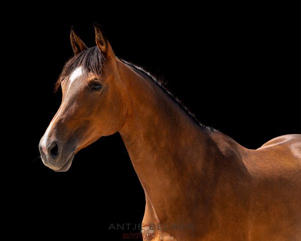 broodmare Karnice (Trakehner, 2014, from Herbstkönig 2)