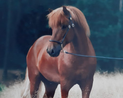 stallion Glampi vom Erbeldinger Hof (Iceland Horse, 1982, from Reykur vom Sommerberg)