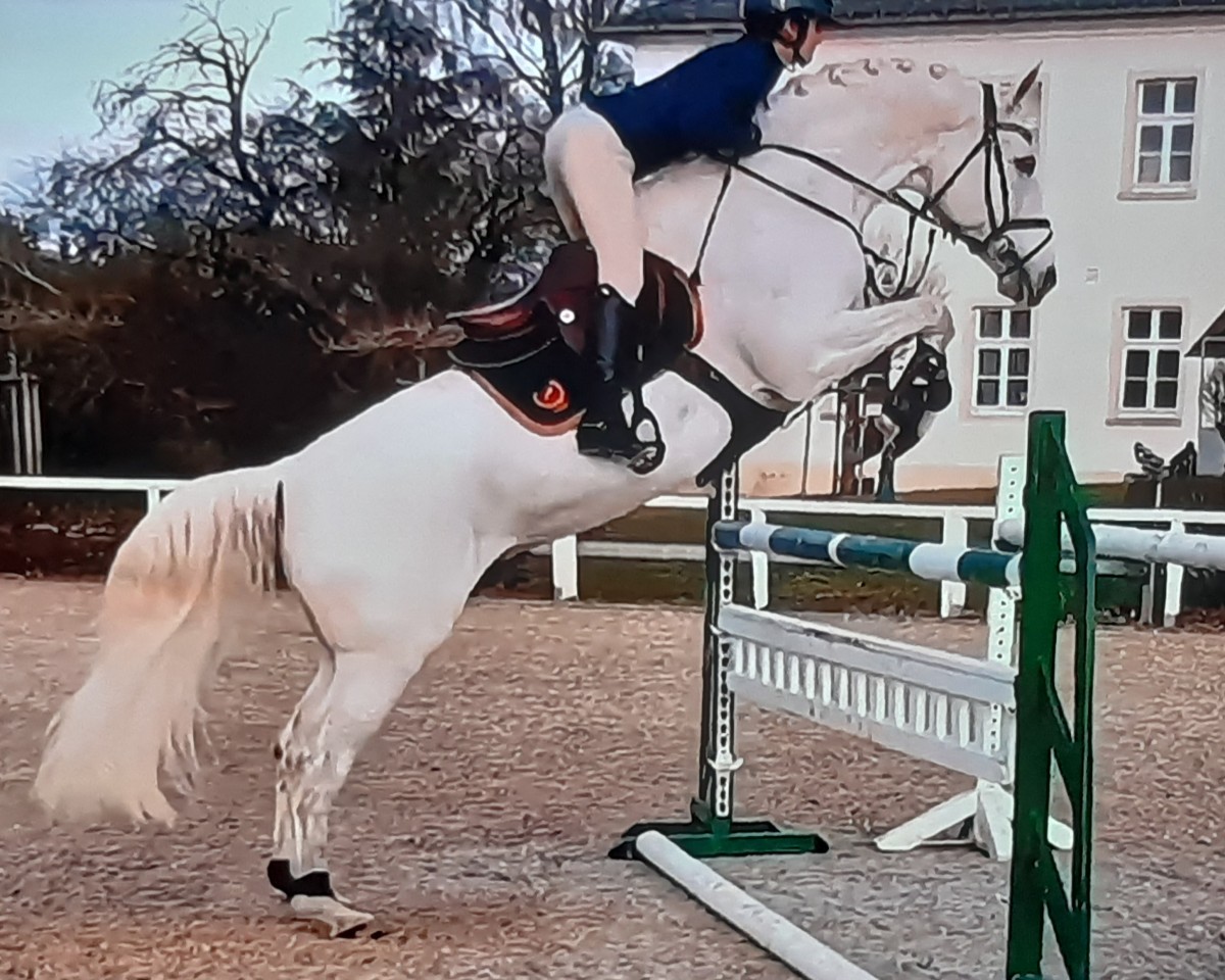 Deckhengst Göteborg (Russisch Trakehner, 2008, von Grif Grej)