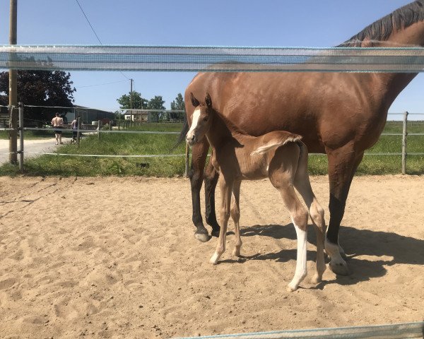 foal by Donna de Letizia MW (German Sport Horse, 2023, from Diamant Van Klapscheut Z)