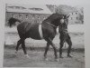 stallion Fluegeladjutant (Hanoverian, 1938, from Fluegelmann I)