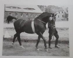 stallion Fluegeladjutant (Hanoverian, 1938, from Fluegelmann I)