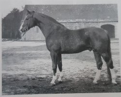 Deckhengst Domänenrat I (Hannoveraner, 1950, von Dömitz I)