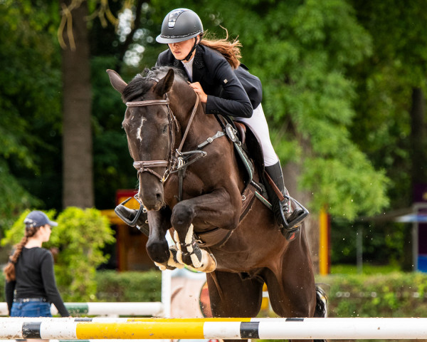 jumper Don Di Darco Vdw (Zangersheide riding horse, 2019, from Dida Di Darco Z)