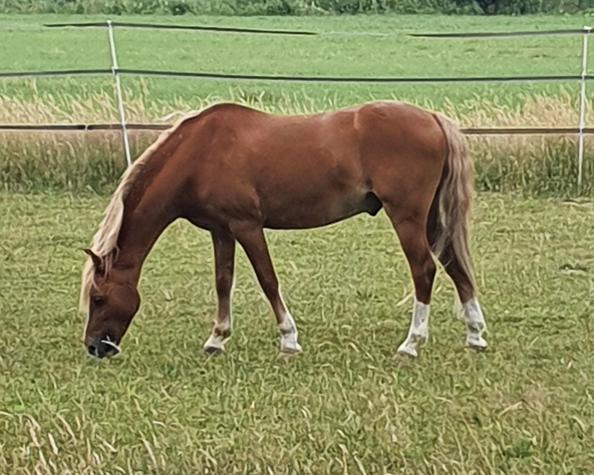 horse Beschenhof Darwin (Welsh-Pony (Section B), 2009, from Breeton Dai)