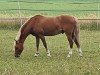 horse Beschenhof Darwin (Welsh-Pony (Section B), 2009, from Breeton Dai)