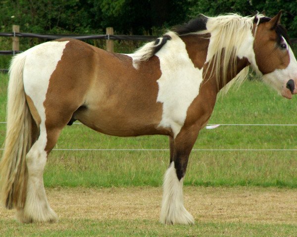 horse Kelgerbaux (North Swedish Heavy Draft,  , from Hann.-Vater)