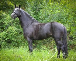 dressage horse Follow me Fast (French Pony, 2015, from Under Cover Fast)