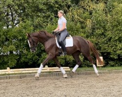 broodmare Bendera P (Hanoverian, 2018, from Callaho's Benicio)