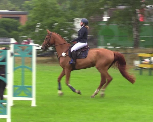Reitturnier Dannenberg 2023