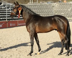 stallion Don Luciano (German Riding Pony, 2018, from Dan Kano AT)