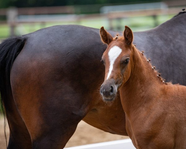 dressage horse Dori's Golden Grace (German Riding Pony, 2021, from Golden Grey NRW)