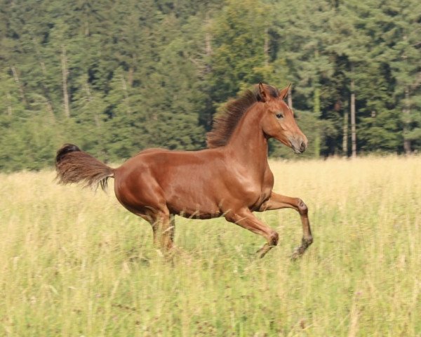 dressage horse Notrecoeur de Noblesse (German Riding Pony, 2021, from Fs Numero Uno)