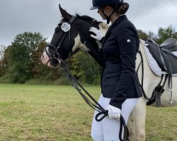 dressage horse Montana 735 (Polish Warmblood, 2017)