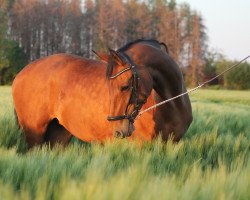 dressage horse Firefox E (German Warmblood, 2007, from Fürst Grandios)