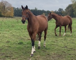 broodmare Caroline 103 (Oldenburg show jumper, 2015, from Cessna)