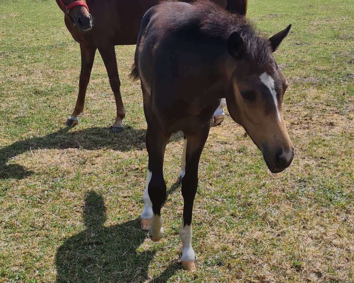 Dressurpferd Double Cream's Dumbo FL (Deutsches Reitpony, 2023, von Double Cream)