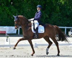 dressage horse Dandy ST (KWPN (Royal Dutch Sporthorse), 2008, from Jazz)