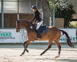 jumper Big Henry xx (Thoroughbred, 2011, from Sholokhov xx)